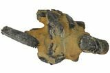 Fossil Mud Lobster (Thalassina) - Australia #109286-1